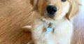 Impressive Golden Retriever Puppies gift for sale