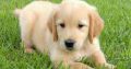 Impressive Golden Retriever Puppies gift for sale