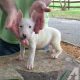 Jack Russell Puppies Gift,