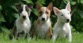 Jack Russell Puppies Gift,