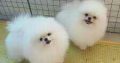 Lulu Pomeranian Mini Toy Puppies Gift for sale