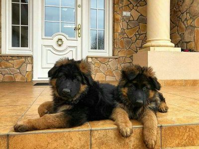 German Shepherd Puppies For Sale.