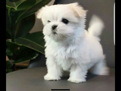 Gift Mini Toy Puppies Bichon Maltes For Sale.