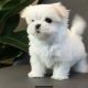 Gift Mini Toy Puppies Bichon Maltes For Sale.