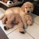 Home Raised Golden Retriever Puppies