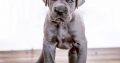 Cute Great Dane Puppies For Adoption
