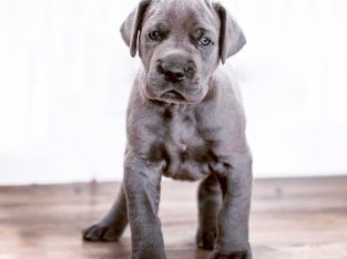 Cute Great Dane Puppies For Adoption