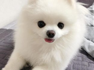 Pomeranian Puppies For Sale 🐕