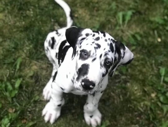 Great Dane Puppies Ready Now
