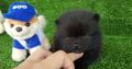 Pomeranian Puppies For Sale