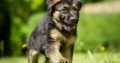 German shepherd Dogs 🐕