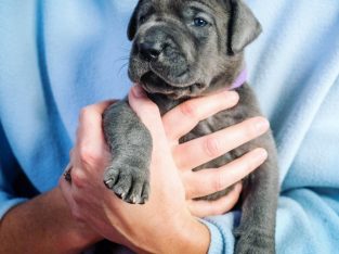 Great Dane Puppies For Rehoming