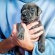 Great Dane Puppies For Rehoming