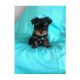 Yorkie Puppies available