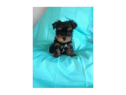 Yorkie Puppies available