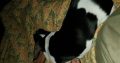 Female Basset Hound Puppy