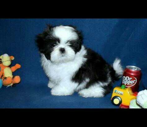 Lovely sweet shih tzu puppy for sale