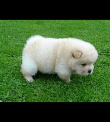 rehome sweet chow chow puppy for sale