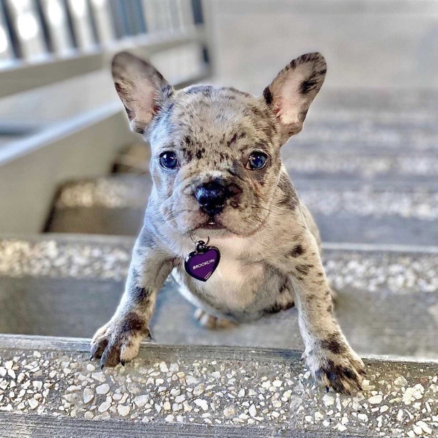 adorable Frenchies available for adoption – Pet Finders