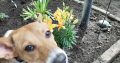 Dog For Rehoming Indianapolis