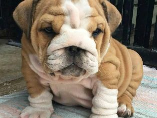 Well Tamed English Bulldog Puppies For Adoption