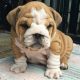 Well Tamed English Bulldog Puppies For Adoption