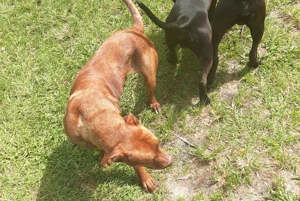 Two lab mix available