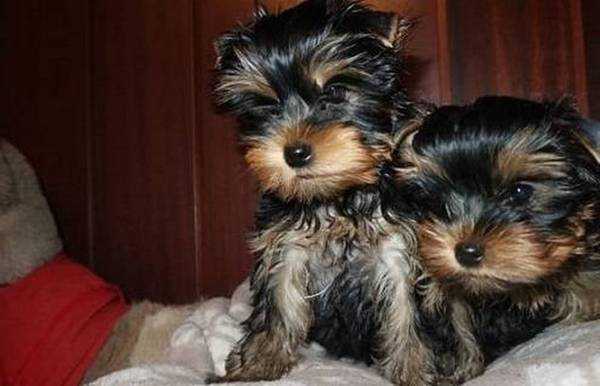 Cutie pie face Yorkie puppies available!!