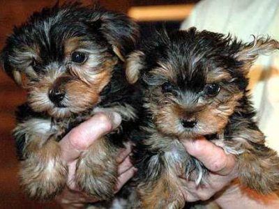 Cutie pie face Yorkie puppies available!!