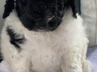 Standard Poodle pup for sale