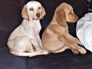 Mixed Labrador Puppies