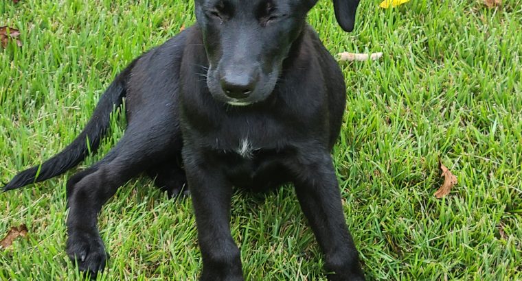 Black Labrador female 12 weeks