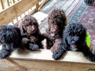 standard poodle pups for sale