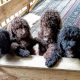 standard poodle pups for sale