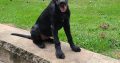 Black Labrador Retriever Female