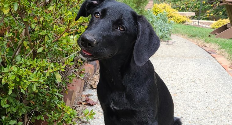 Black Labrador Retriever Female