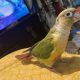 Green Cheek Parrot