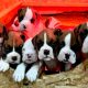 Boxer Puppies CKC