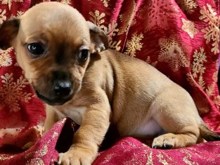 Chiweenie puppy for sale