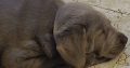 AKC Silver Labrador Retrievers male