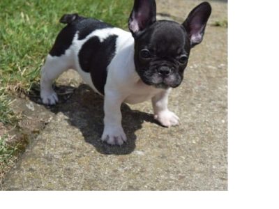 TOTAL PURE FRENCH BULLDOG PUPPIES READY FOR ADOPT