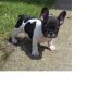 TOTAL PURE FRENCH BULLDOG PUPPIES READY FOR ADOPT