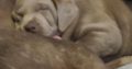AKC Silver Labrador Retrievers male